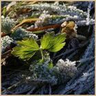 leaves in the frost at kielder