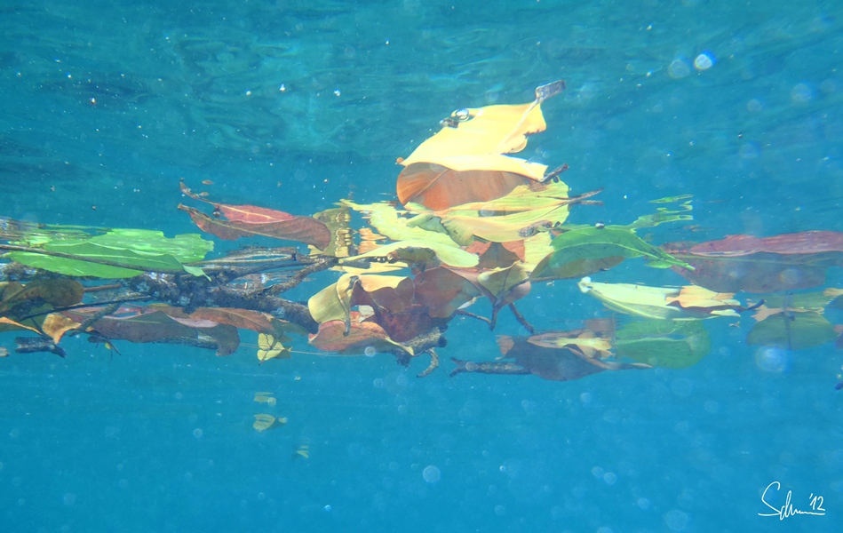 "leaves in the sea" - anse lazio, seychelles