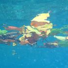 "leaves in the sea" - anse lazio, seychelles