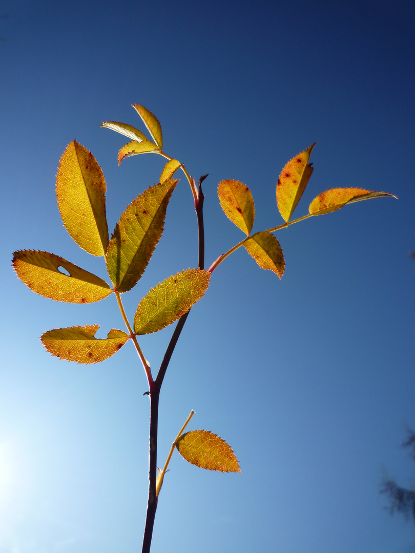 leaves in the sun ;-))