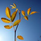 leaves in the sun ;-))