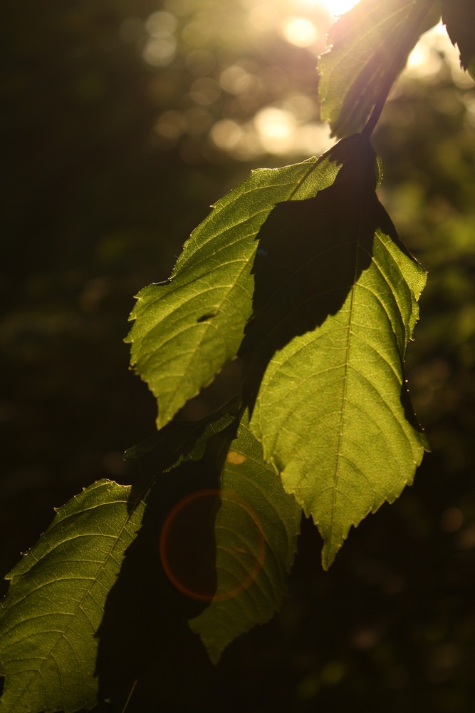 Leaves in the Sun