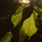 Leaves in the Sun