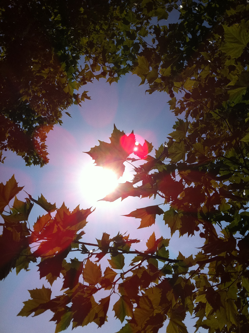 Leaves in the sun...