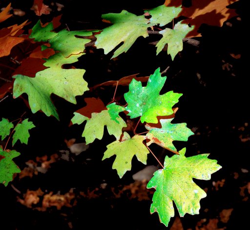 Leaves in Transition