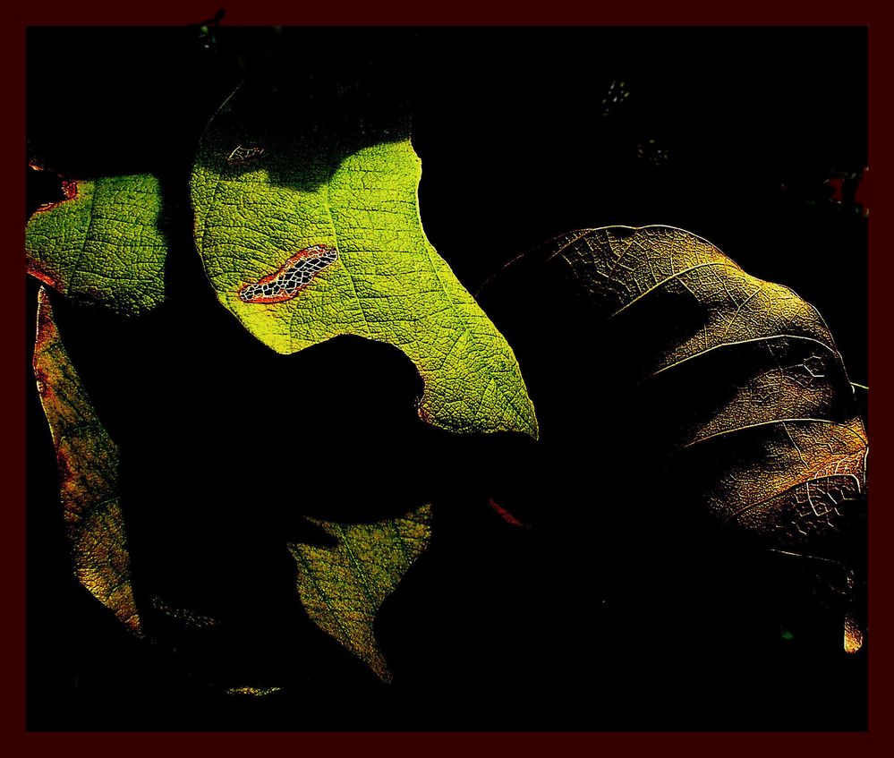 Leaves & Light