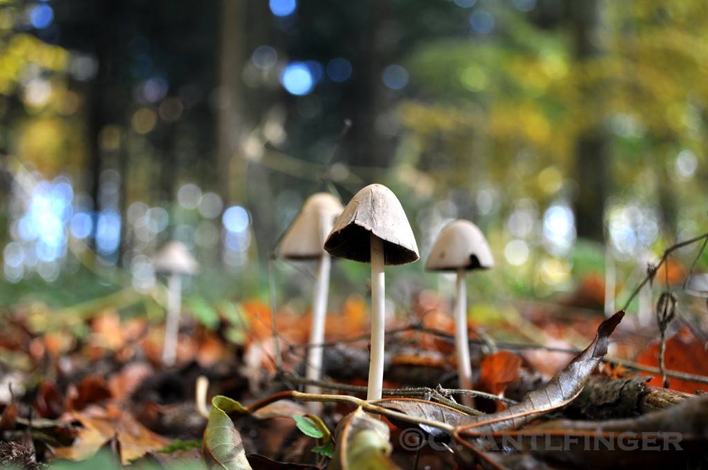 leaves & mushrooms