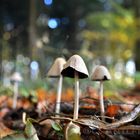 leaves & mushrooms