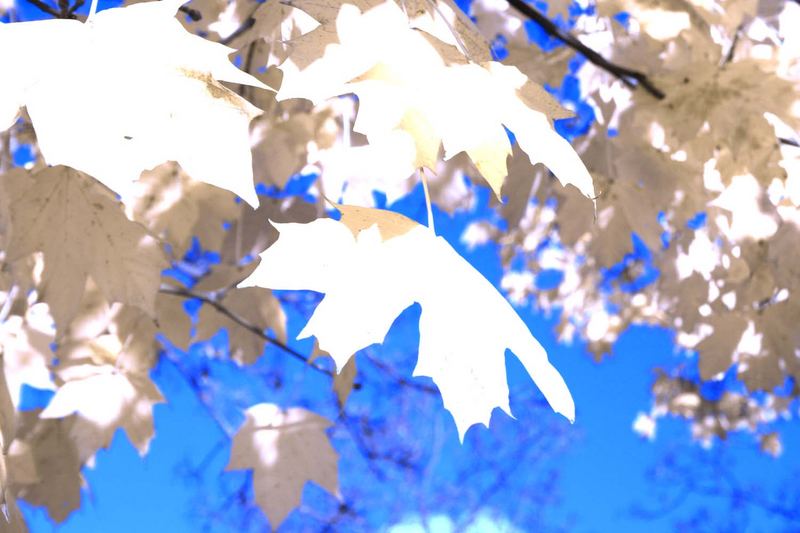 Leaves of automn