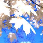 Leaves of automn