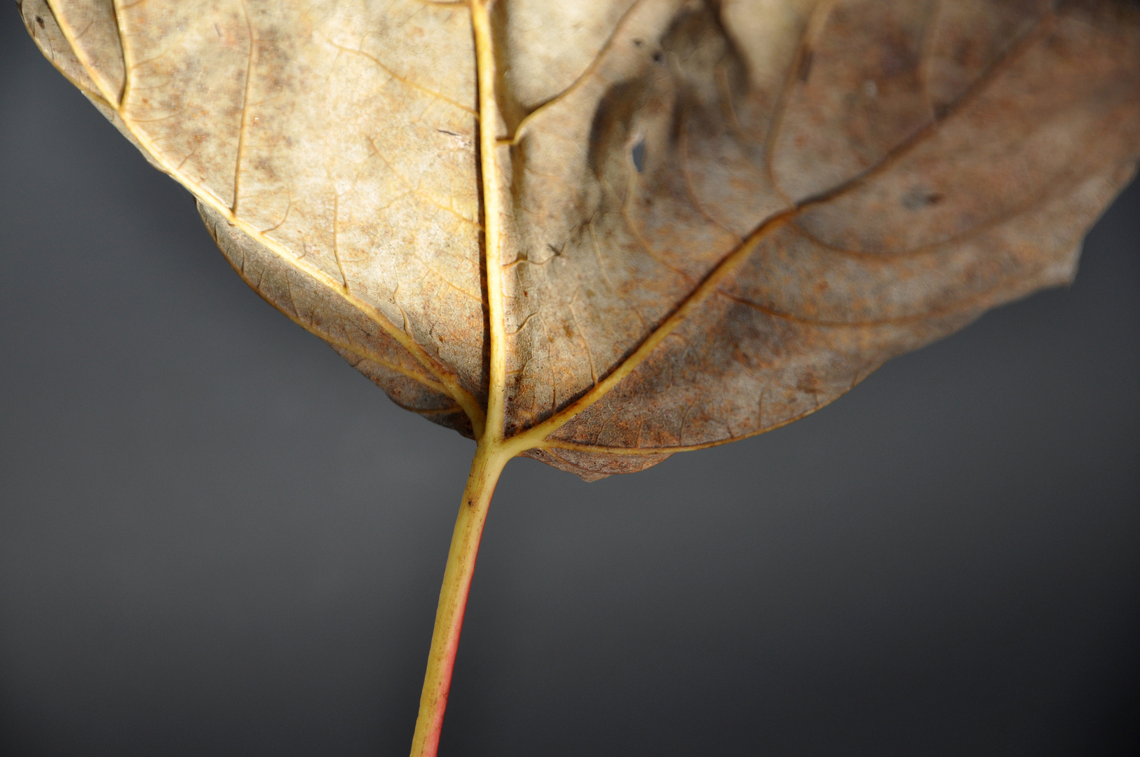 Leaves of autumn