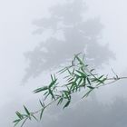 Leaves of Bamboo