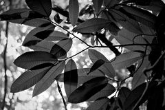 leaves of costa rica