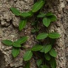 Leaves on Bark