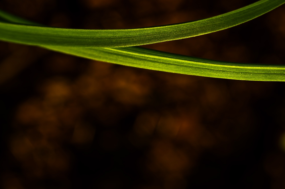 Leaves on Brown