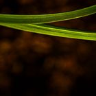 Leaves on Brown