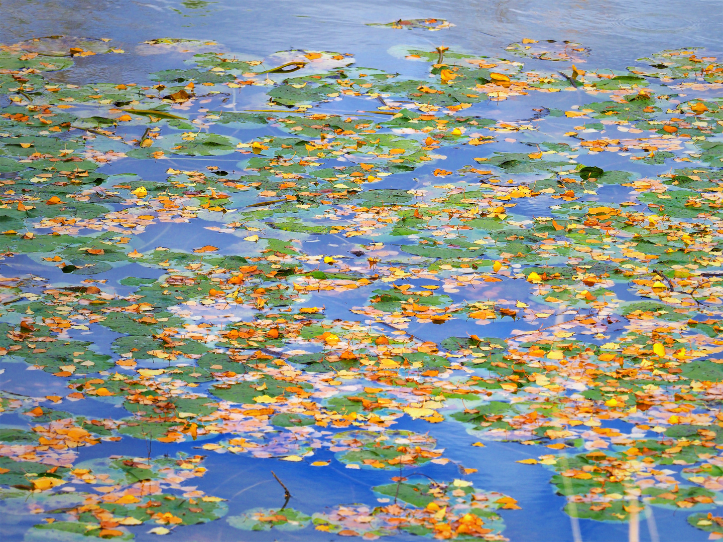 leaves on lake