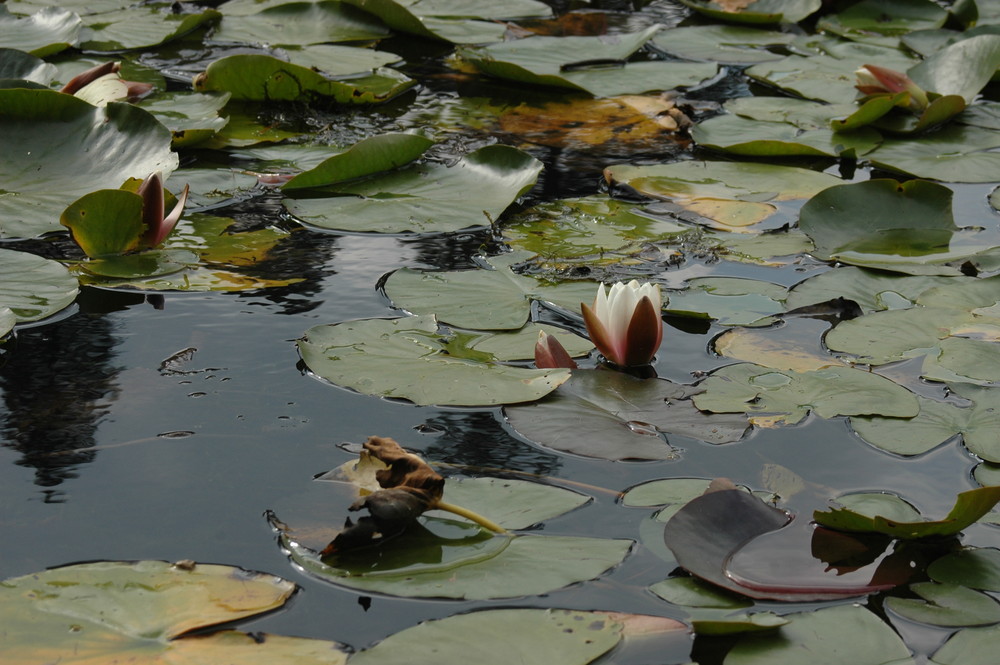 Leaves on river