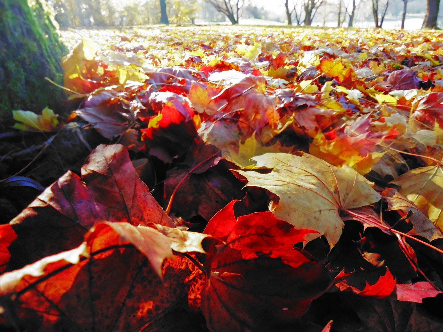 Leaves on Shore