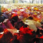 Leaves on Shore