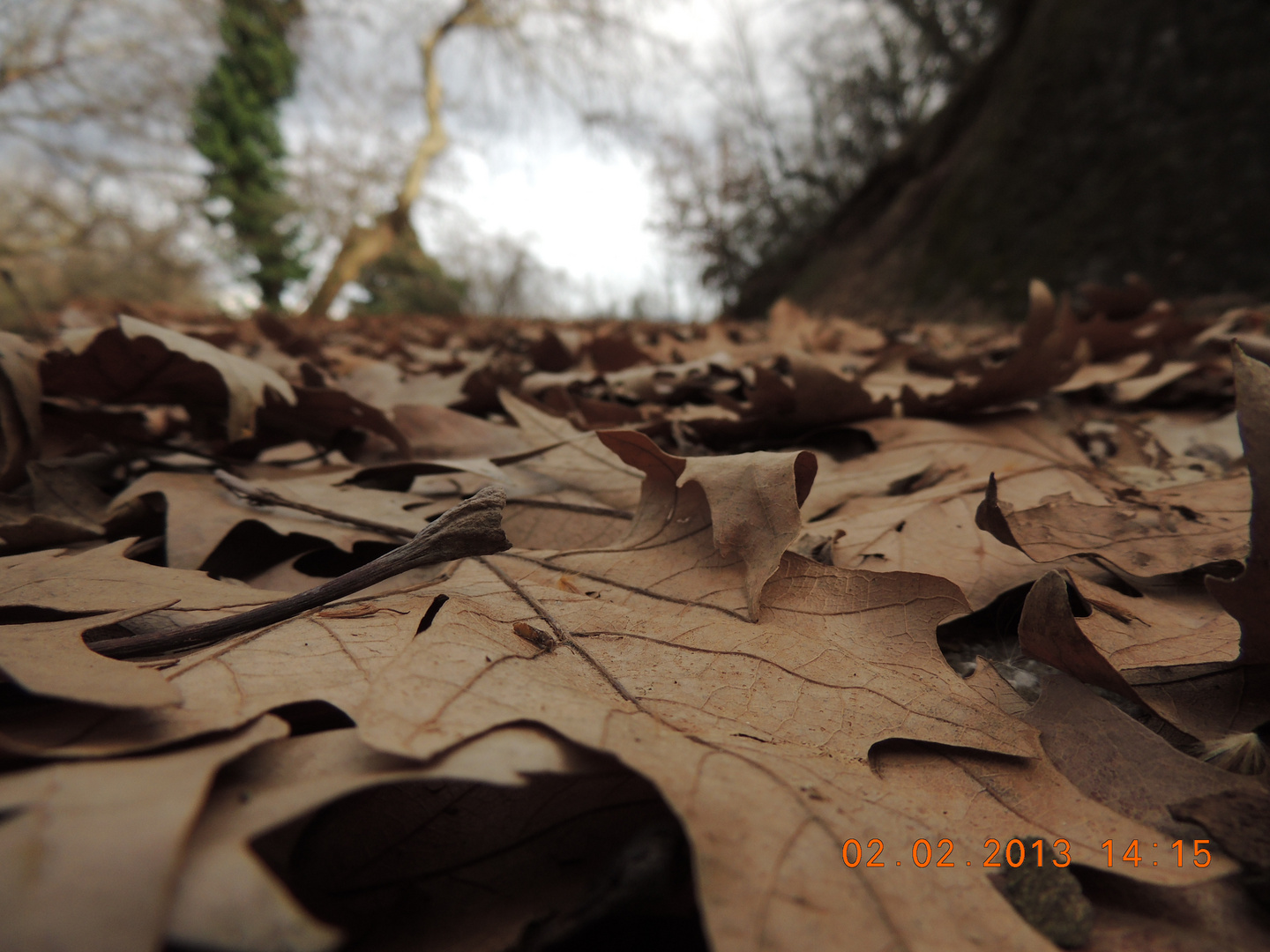 Leaves On the road