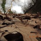 Leaves On the road