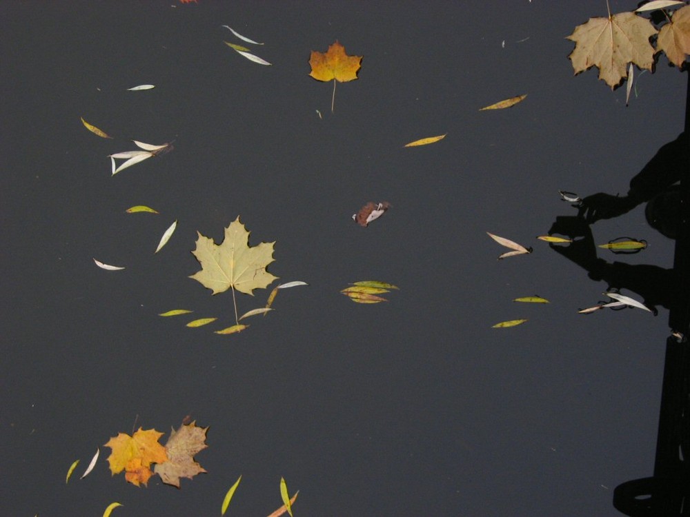 Leaves on the water