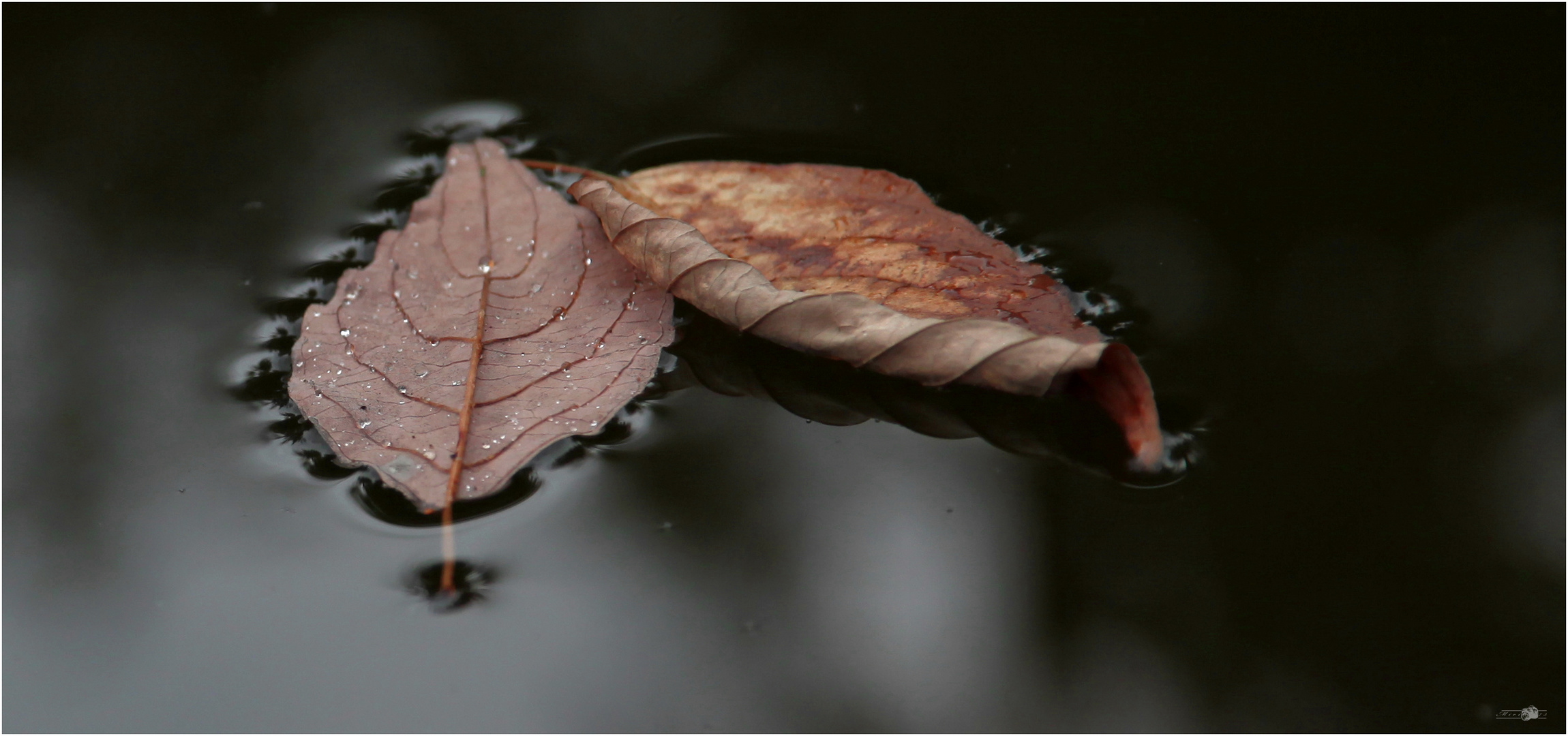 leaves on water