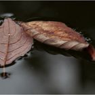 leaves on water