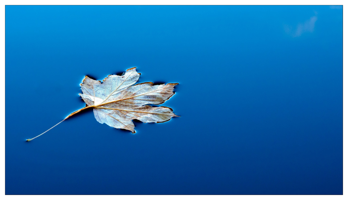 Leaves on Water