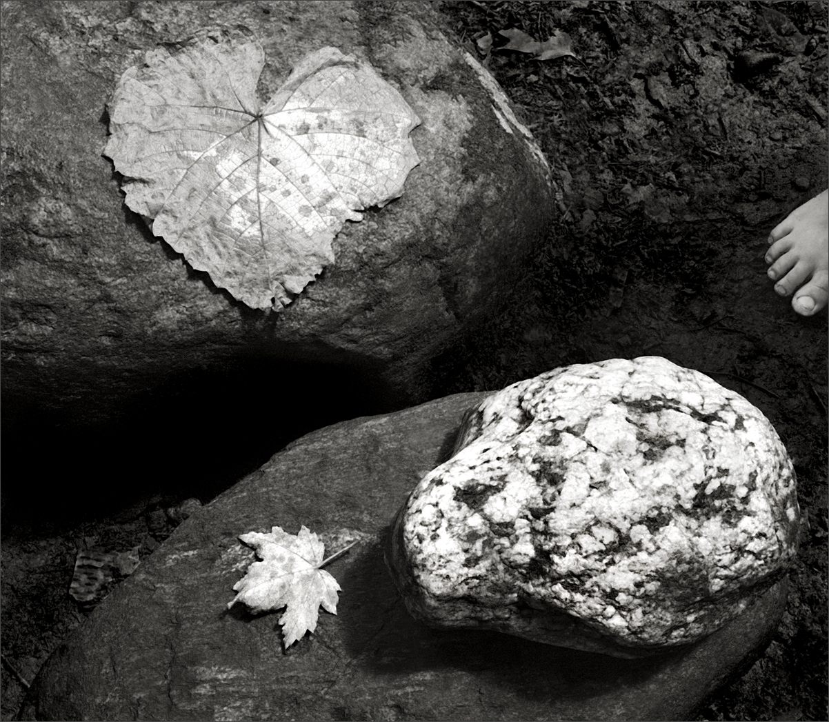 Leaves, Stones and Toes