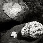 Leaves, Stones and Toes