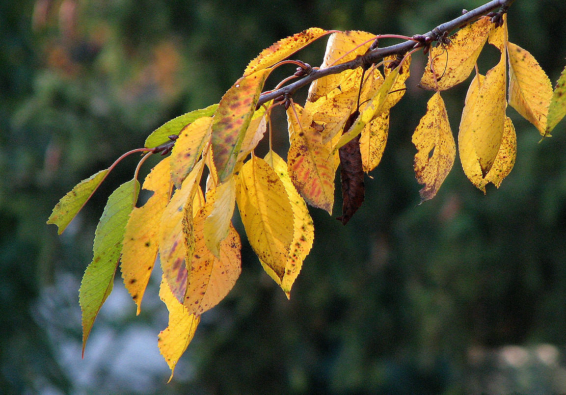 leaves turn to brown