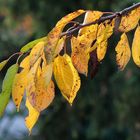 leaves turn to brown