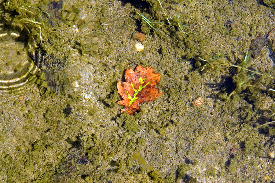 Leaves under water #2