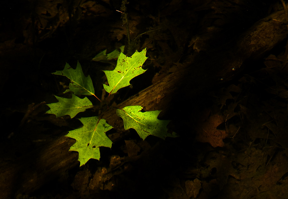 Leaves under water