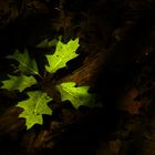 Leaves under water