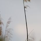 Leaves under water,2