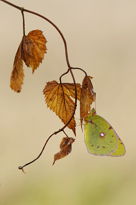 Leaves yellow