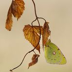 Leaves yellow