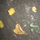 LEAVES1: autumn is approaching