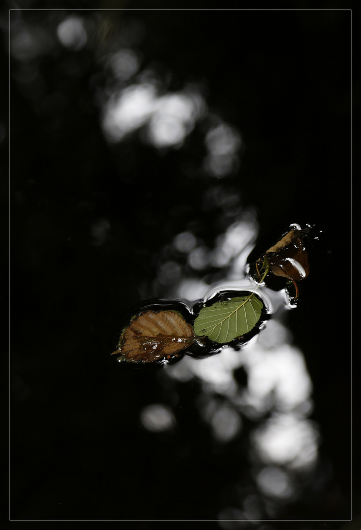 leaving leaves