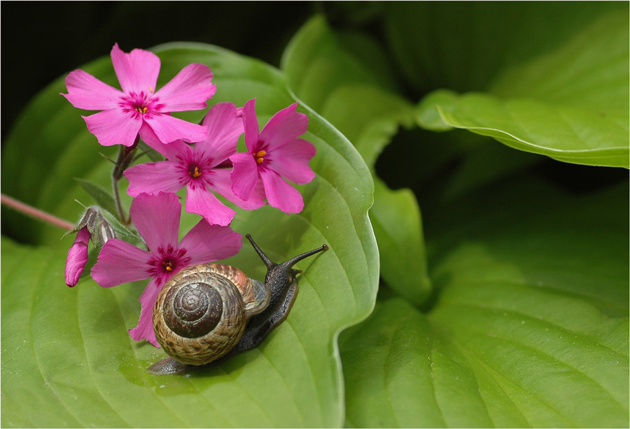 Leb wohl ...Schnecke