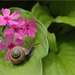 Leb wohl ...Schnecke