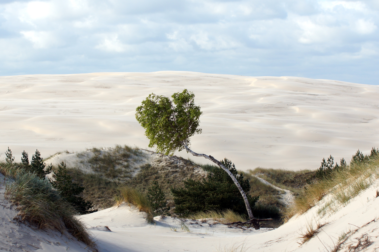 Leba Dünenlandschaft