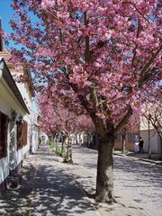 Lebe den Frühling!