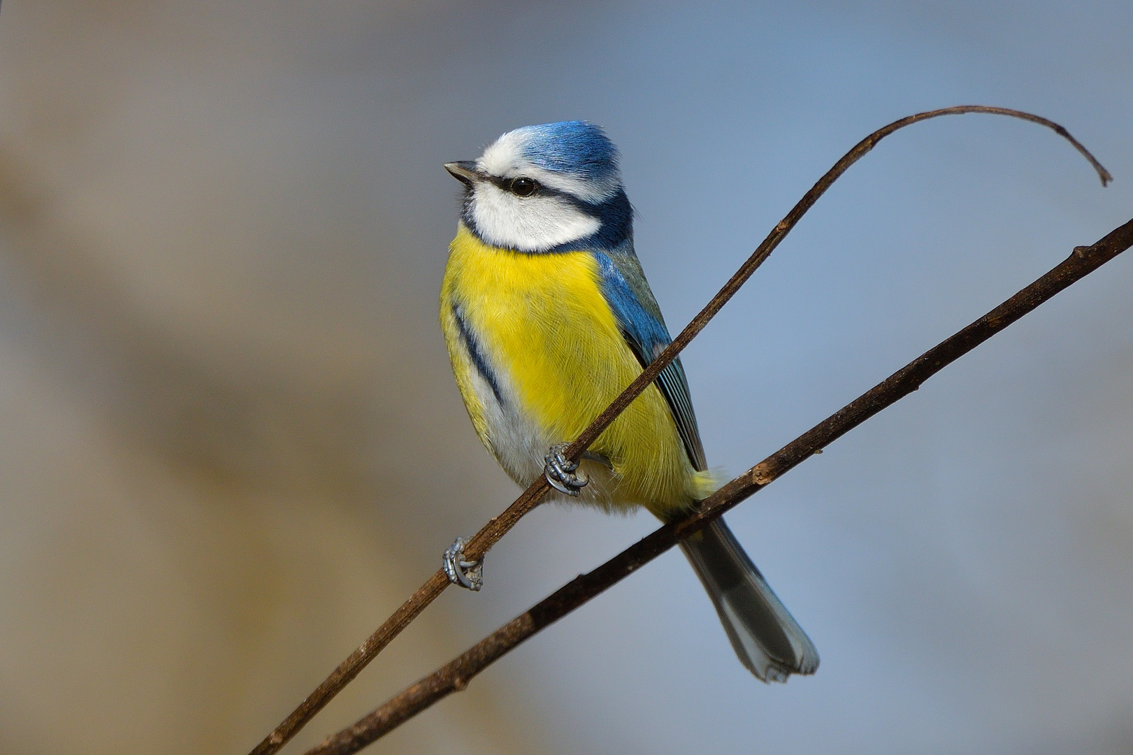 Lebe die Freiheit kleiner blau gelber Vogel