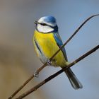 Lebe die Freiheit kleiner blau gelber Vogel