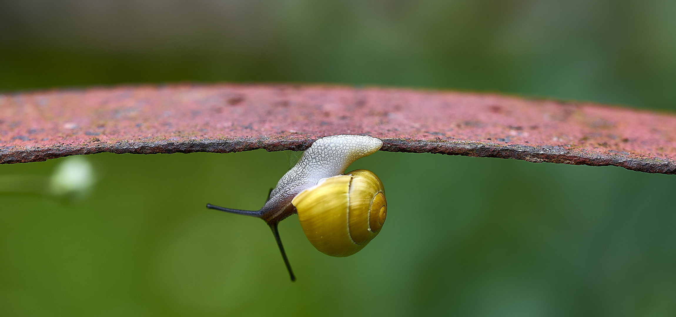 Lebe ganz im Hier und Jetzt? Foto & Bild tiere schnecken, natur