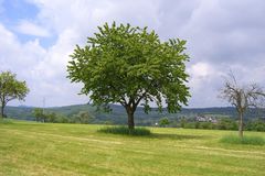 Lebe und Tod im Apfelbaum im Saarland